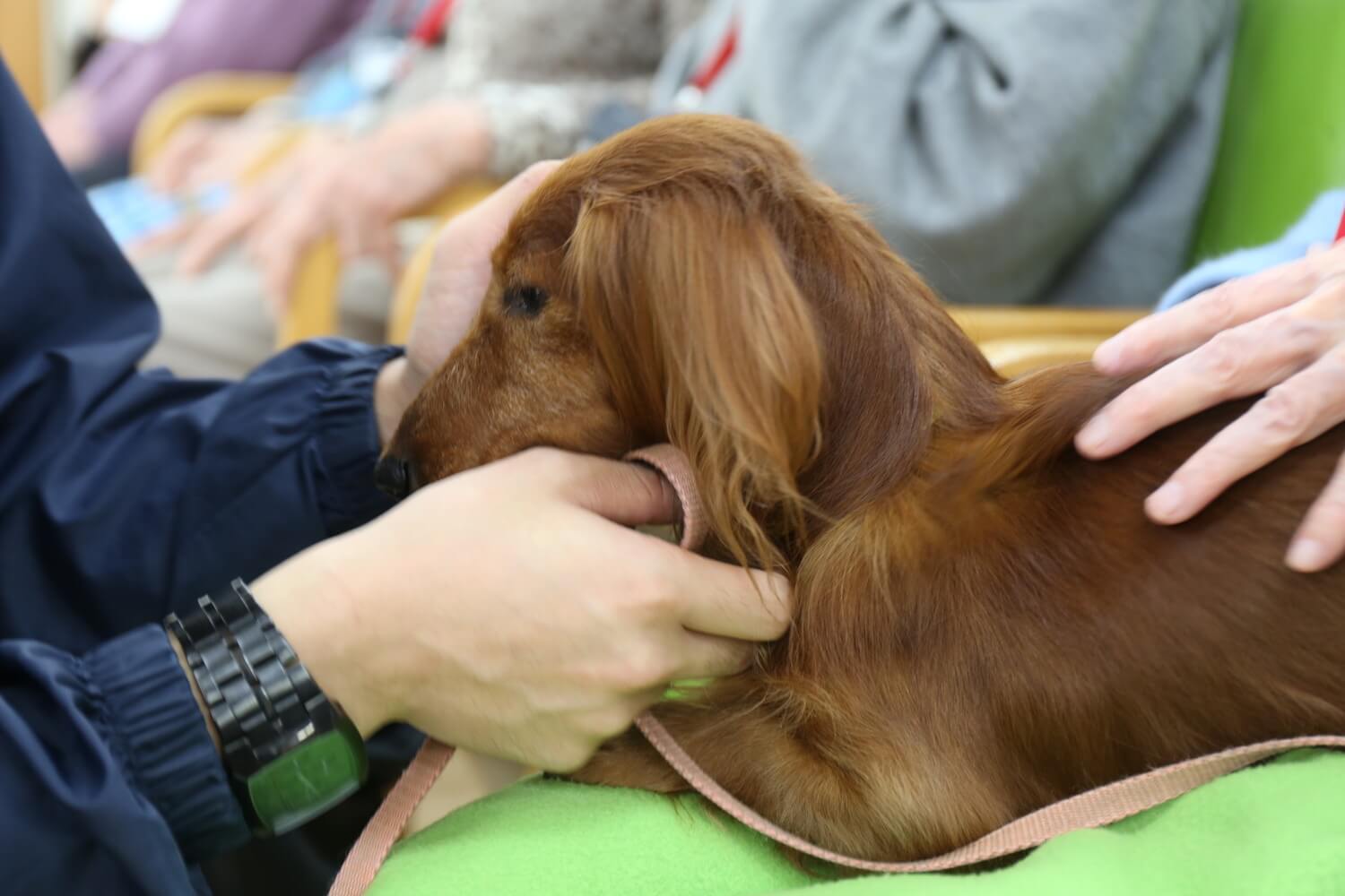 コースガイド 広島アニマルケア専門学校