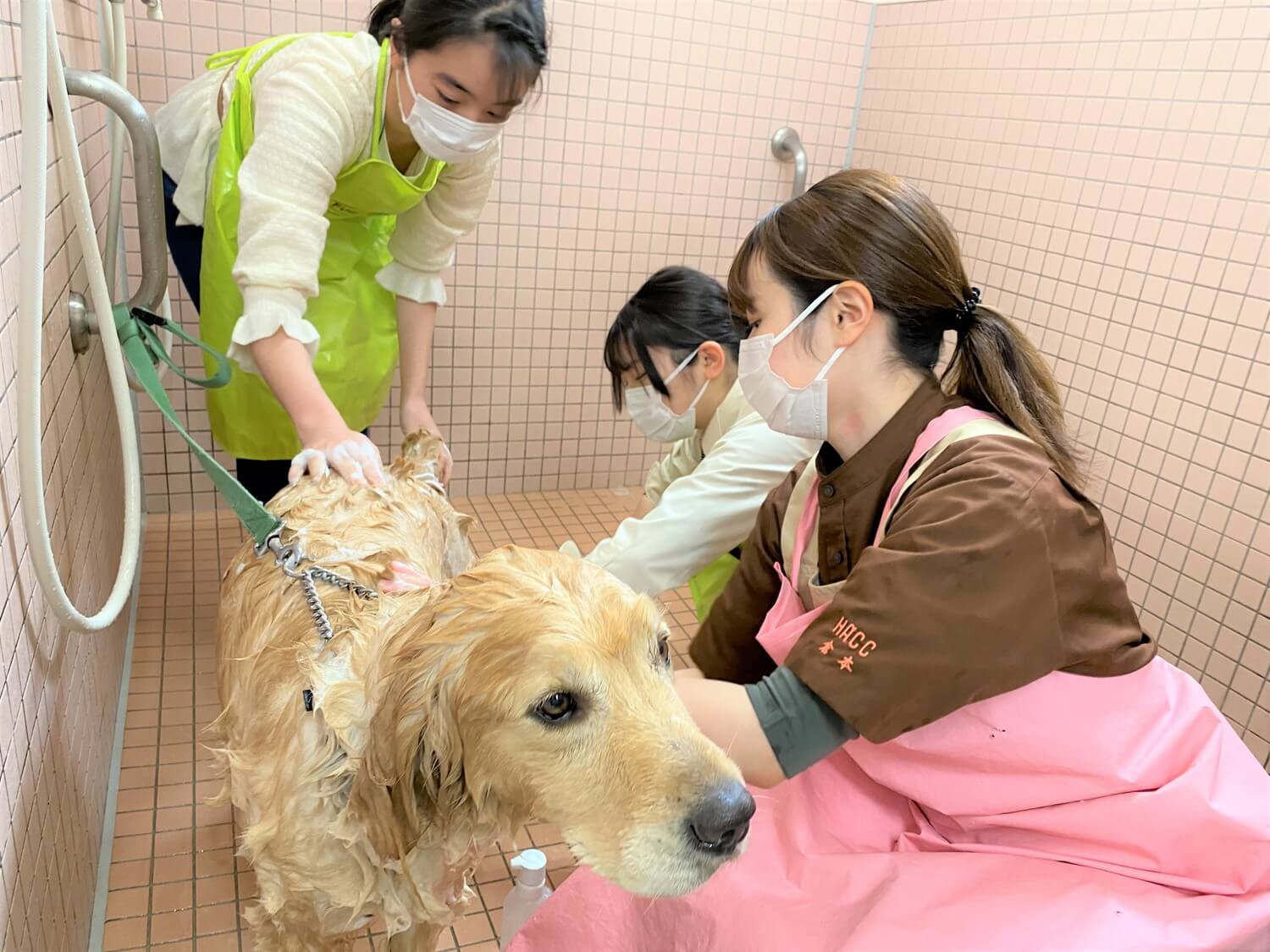 広島アニマルケア専門学校 広島で動物看護師 グルーマー ドッグトレーナーを目指すあなたの夢を強力サポート